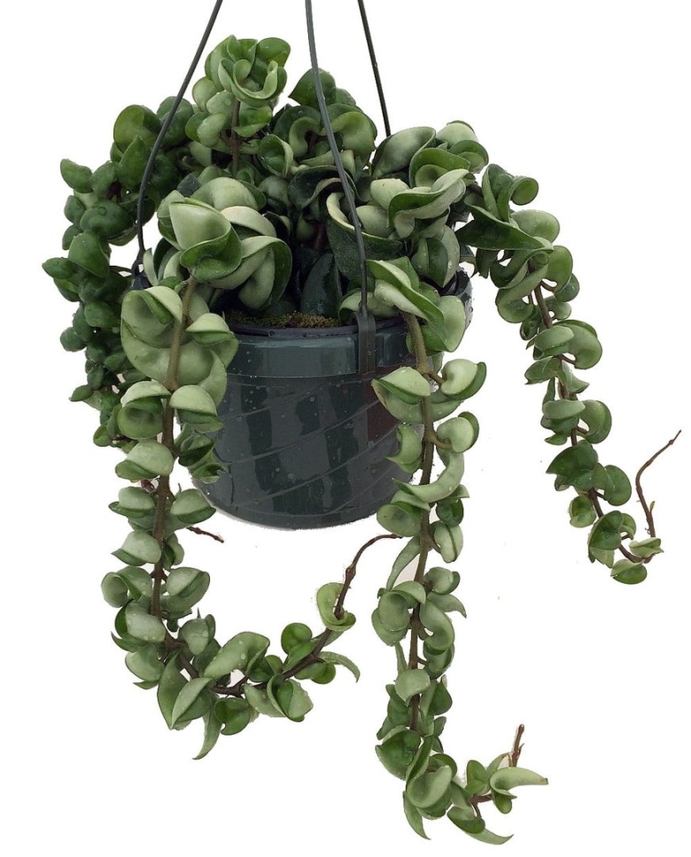 Хойя carnosa compacta