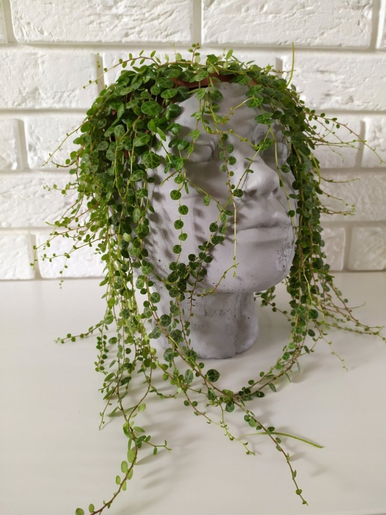 Прострата растение Пеперомия