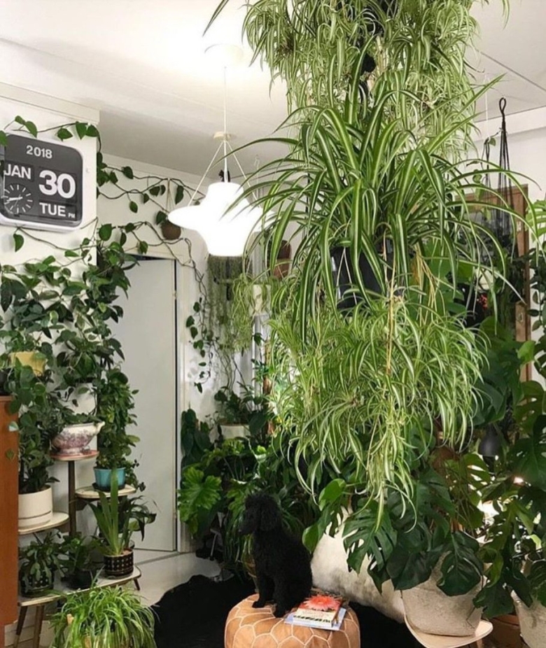 Ампельные растения в интерьере квартиры