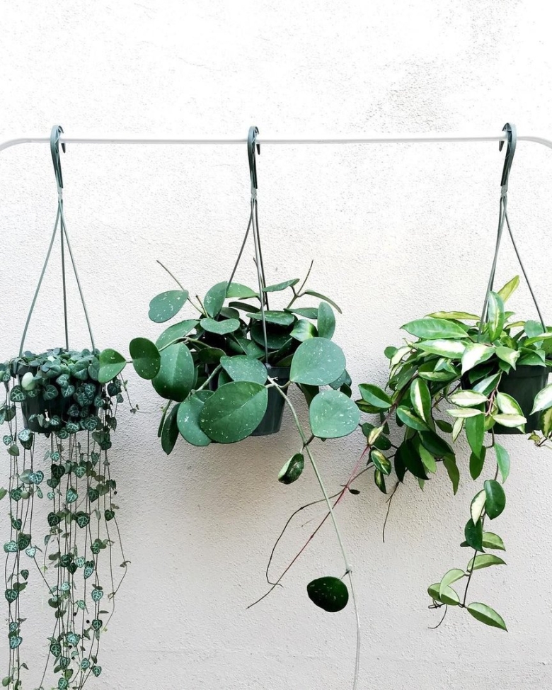 Хойя Карноза мелколистная