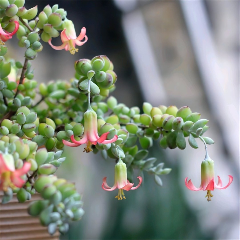 Котиледон суккулент