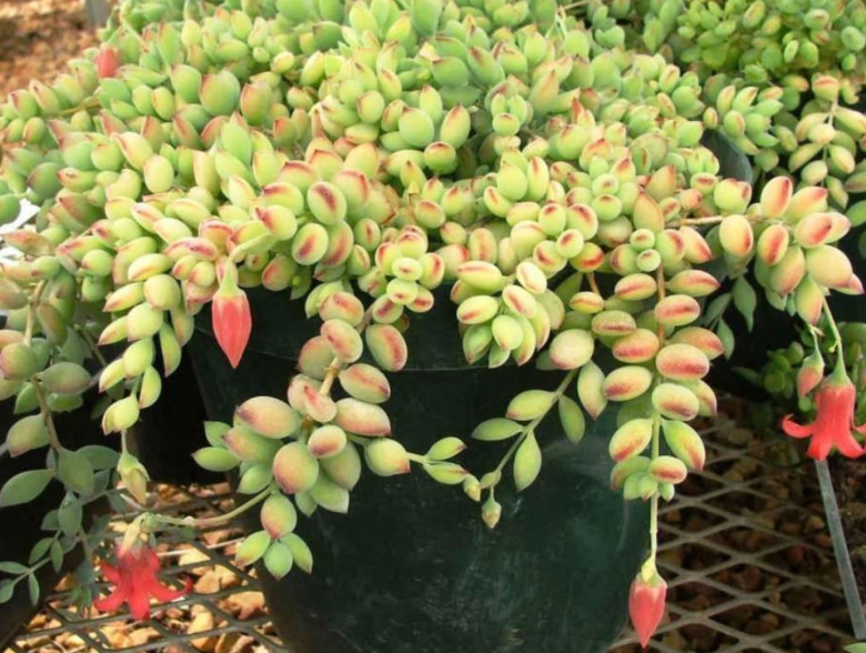 Котиледон Пенденс