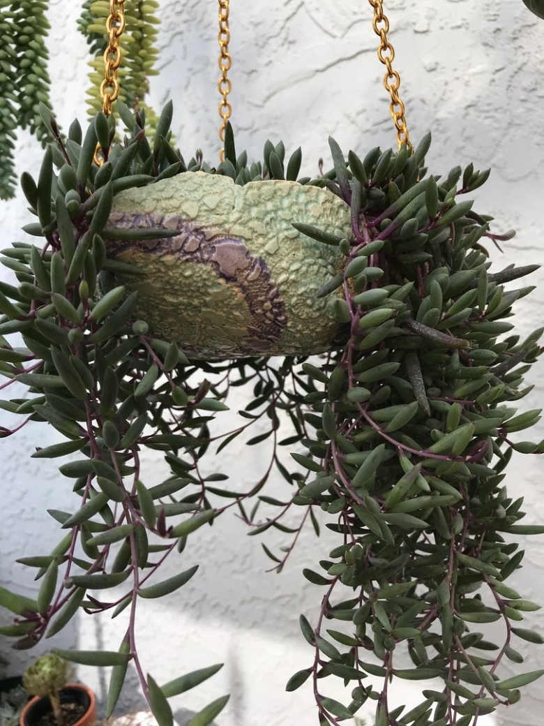 Суккулент Крассула крестовник