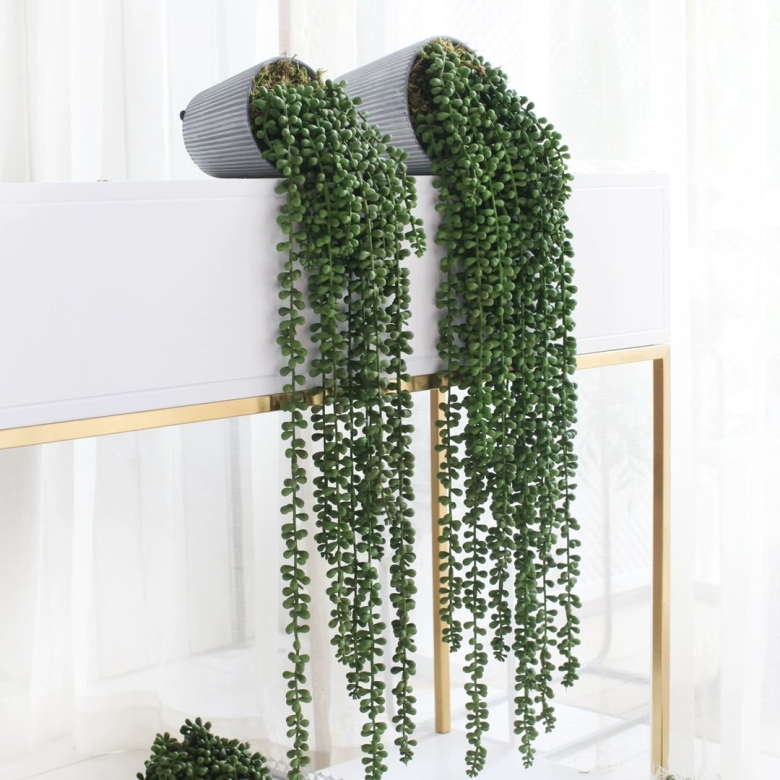 Дихондра изумрудный водопад