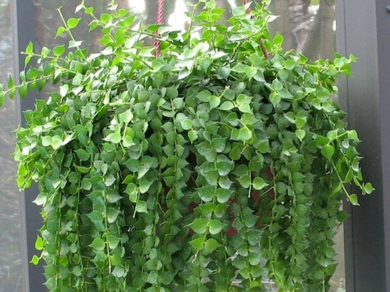 Дисхидия гребешковая