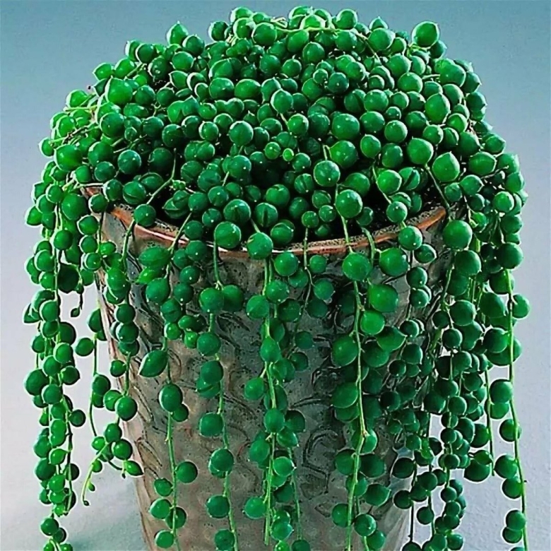 Крестовник Роули