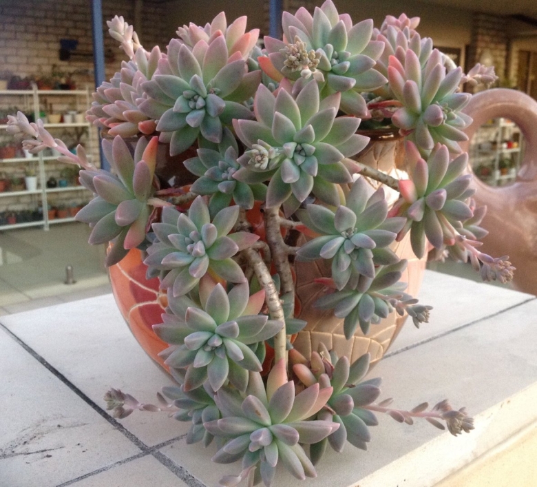 Эхеверия крестовник