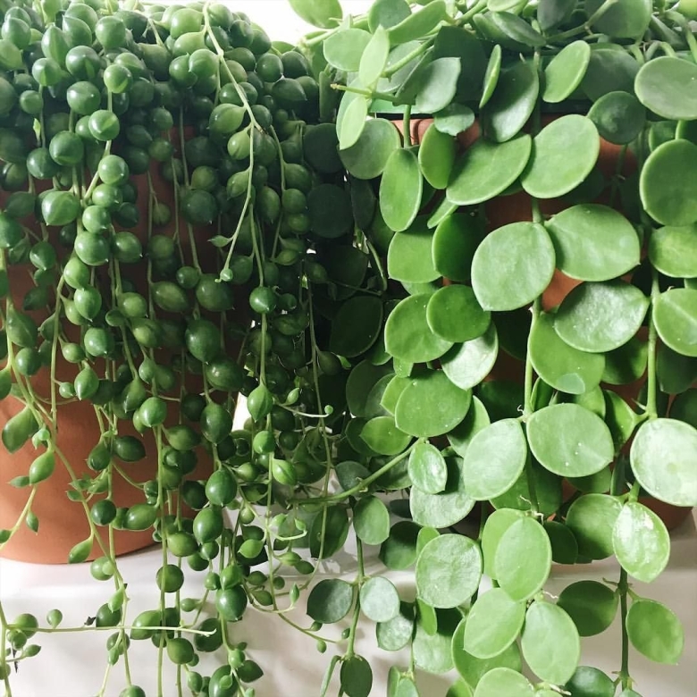 Суккулент крестовник Роули