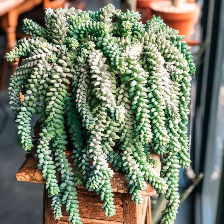 Очиток Моргана Sedum morganianum