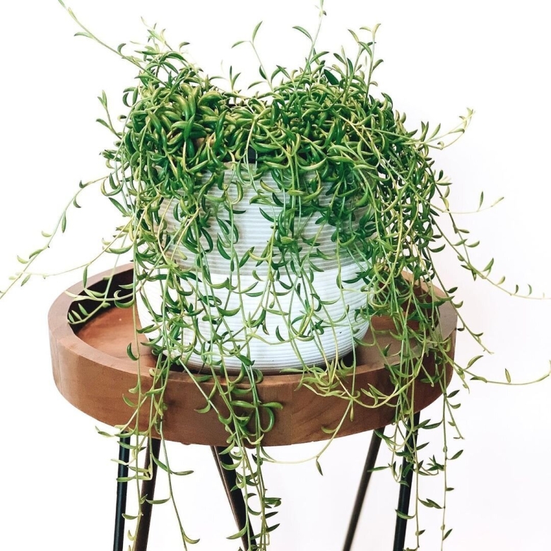 Ампельные Суккуленты