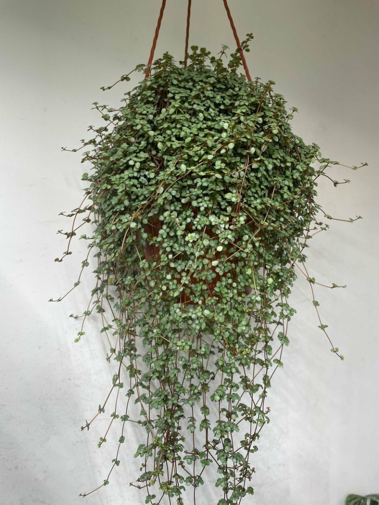 Пилея Глаукофилла