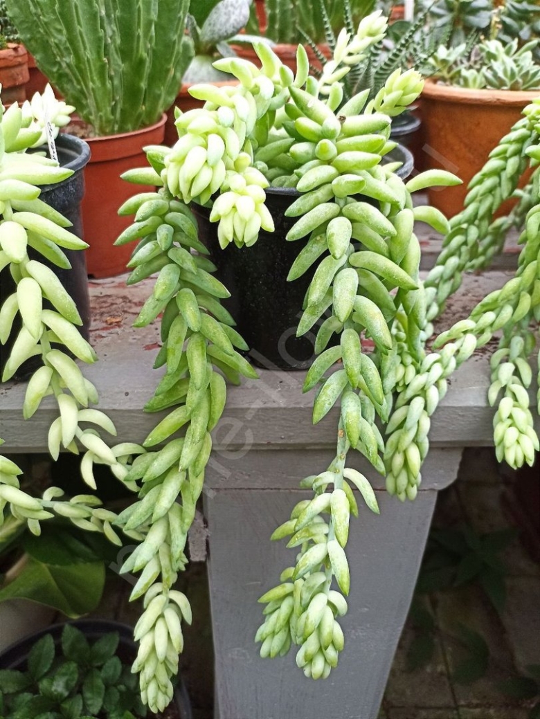 Очиток Моргана купить