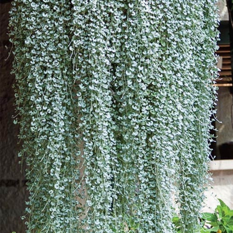 Дихондра ампельная серебристая