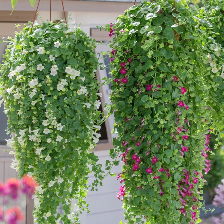 Лофоспермум цветок