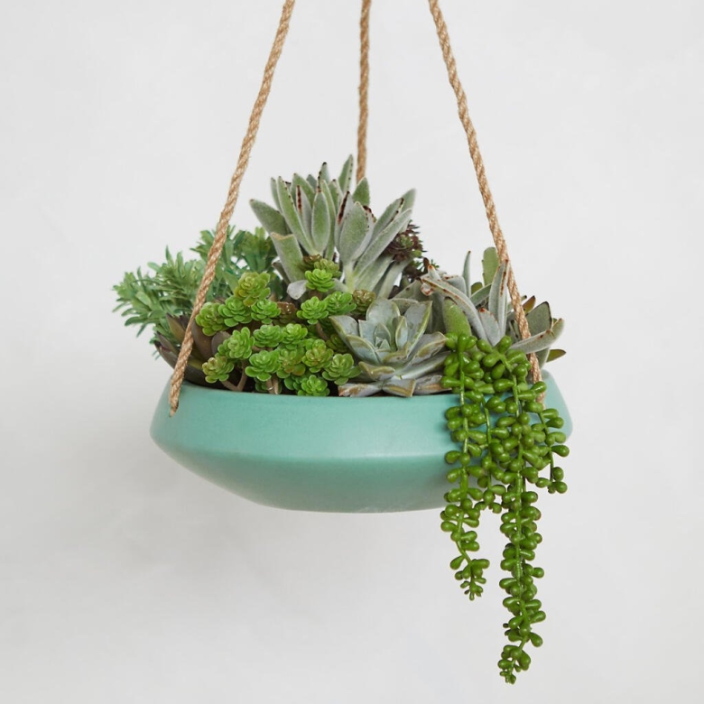 Ампельные Суккуленты