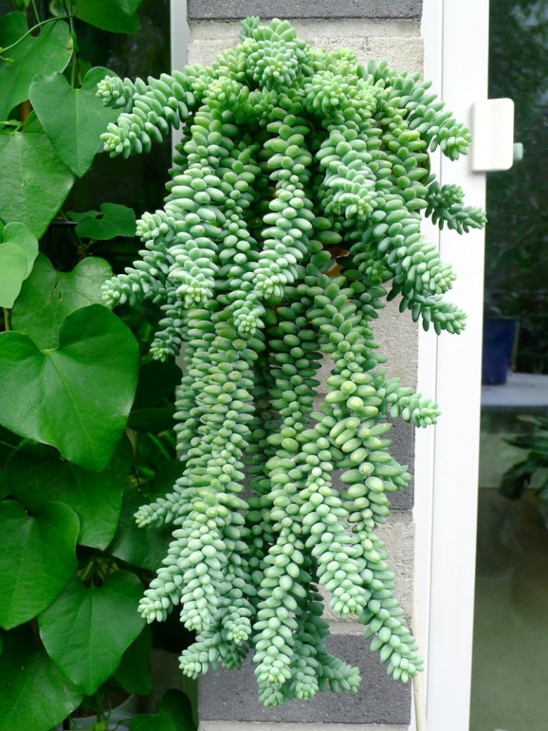 Моргана Очиток Моргана