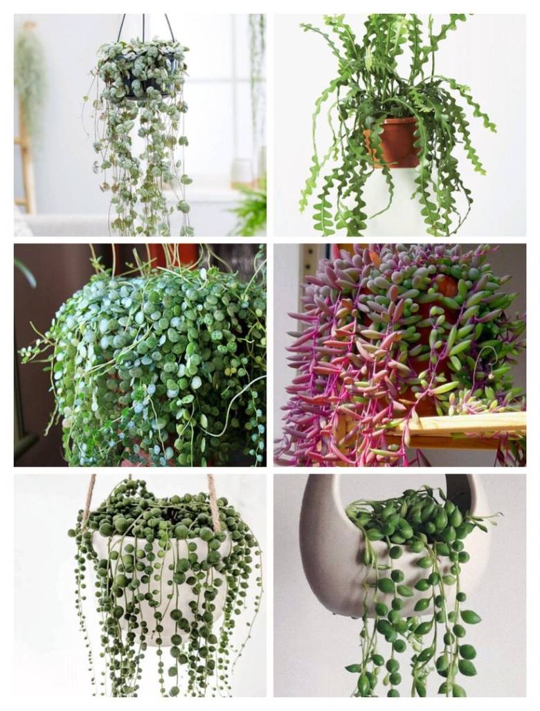 Ампельные Суккуленты