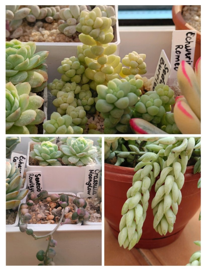 Ампельные Суккуленты