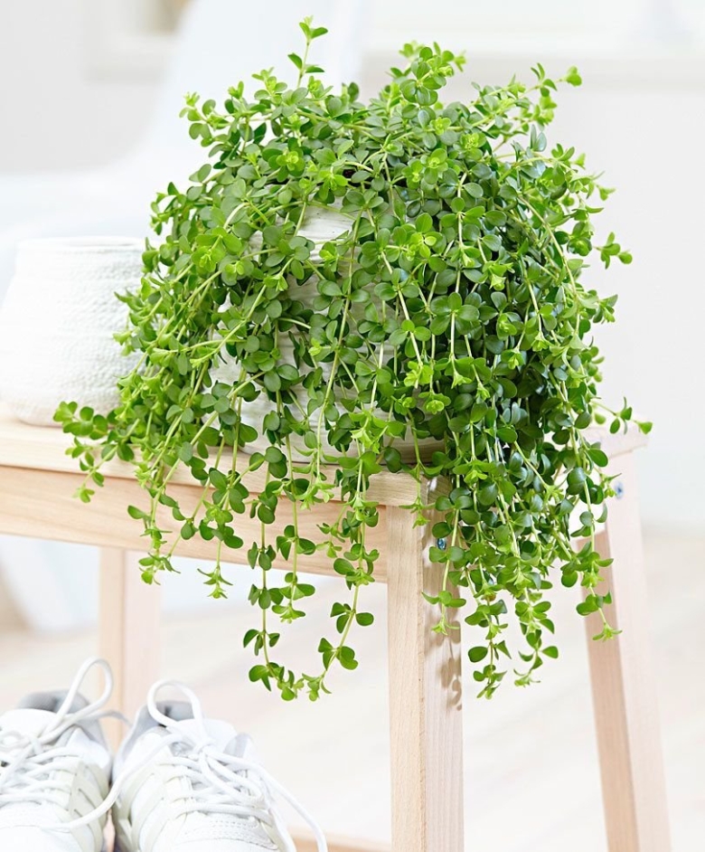 Пеперомия Феррейра