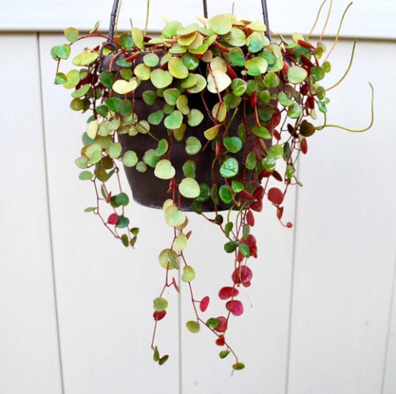 Пеперомия рубиновый Каскад