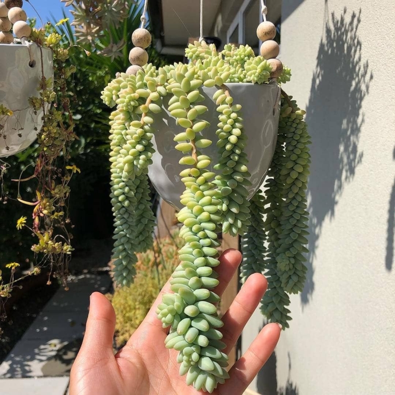 Суккулент буррито