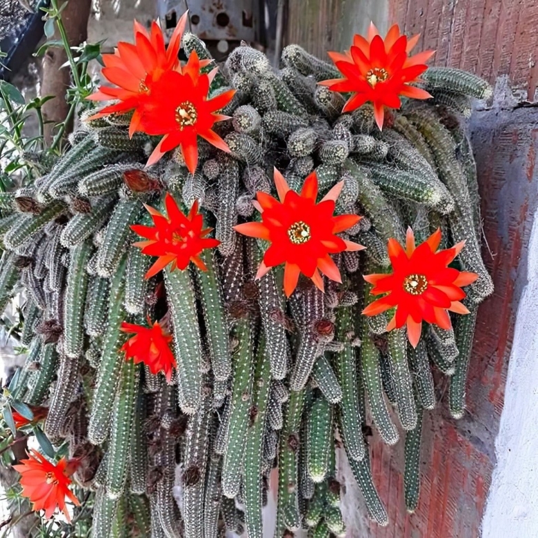 Хамецереус Сильвестри