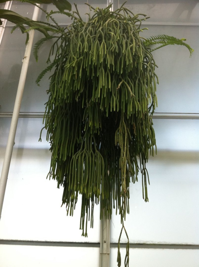 Ампельные Суккуленты