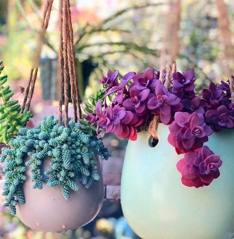 Ампельные Суккуленты