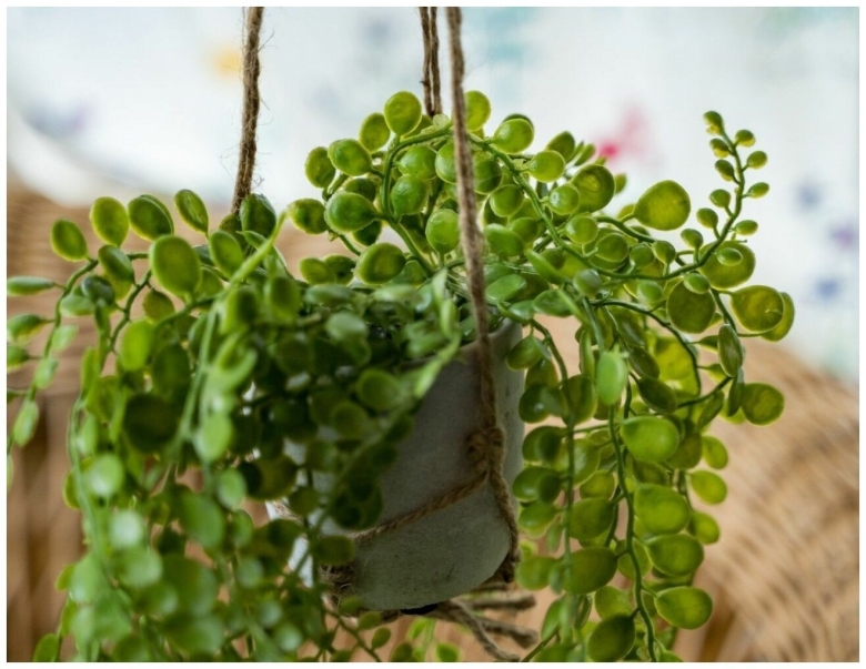 Ампельные Суккуленты