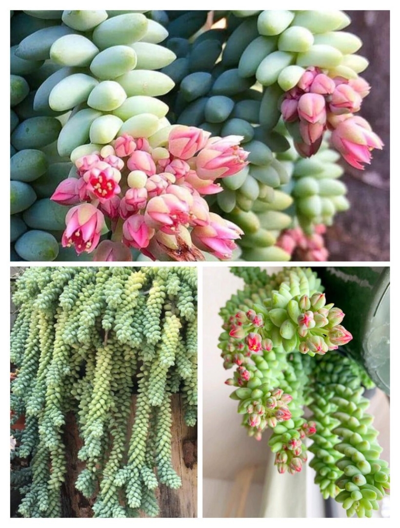 Очиток Моргана буритто