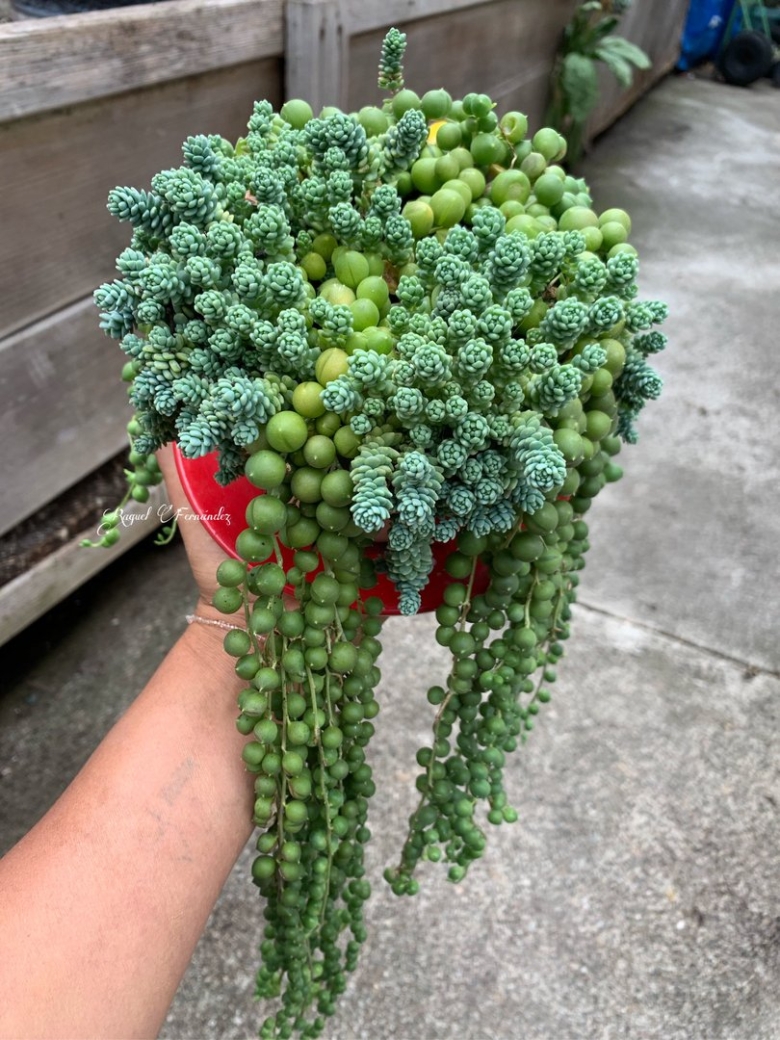 Суккулент крестовник Роули