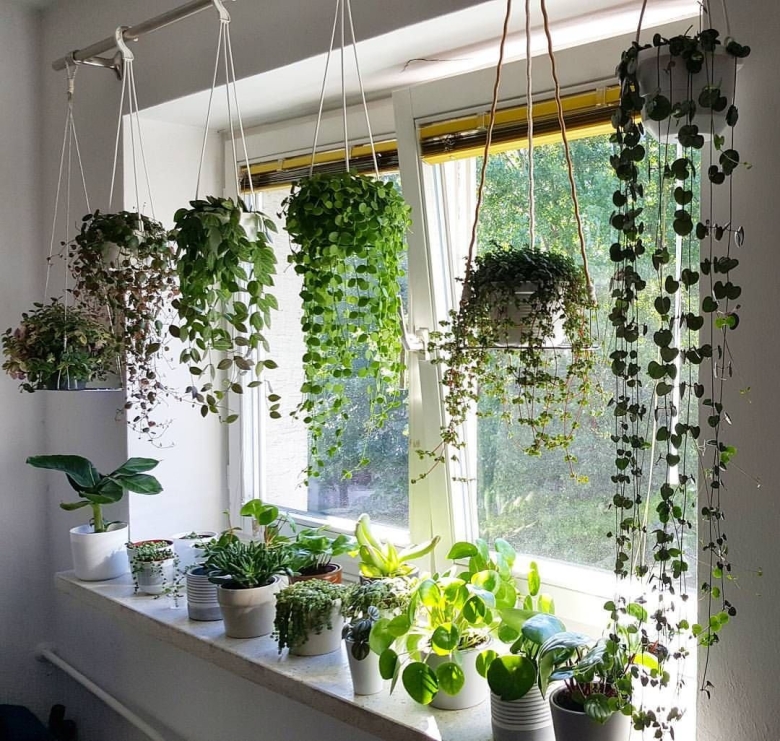 Ампельные горшечные растения
