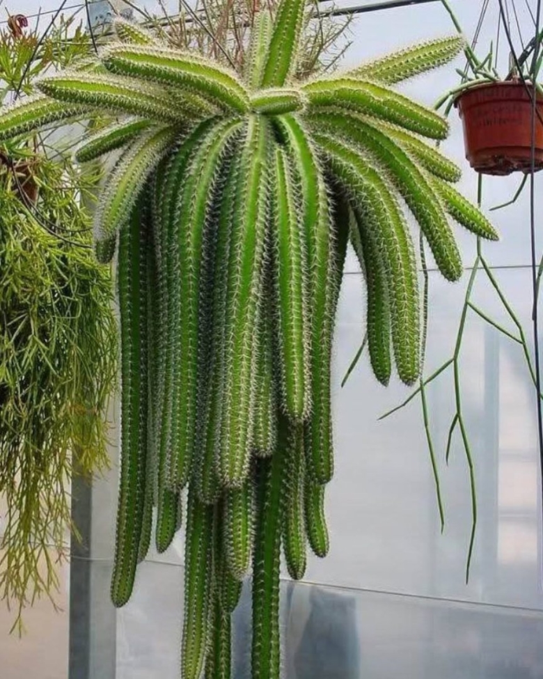 Кактус ампельный Апорокактус