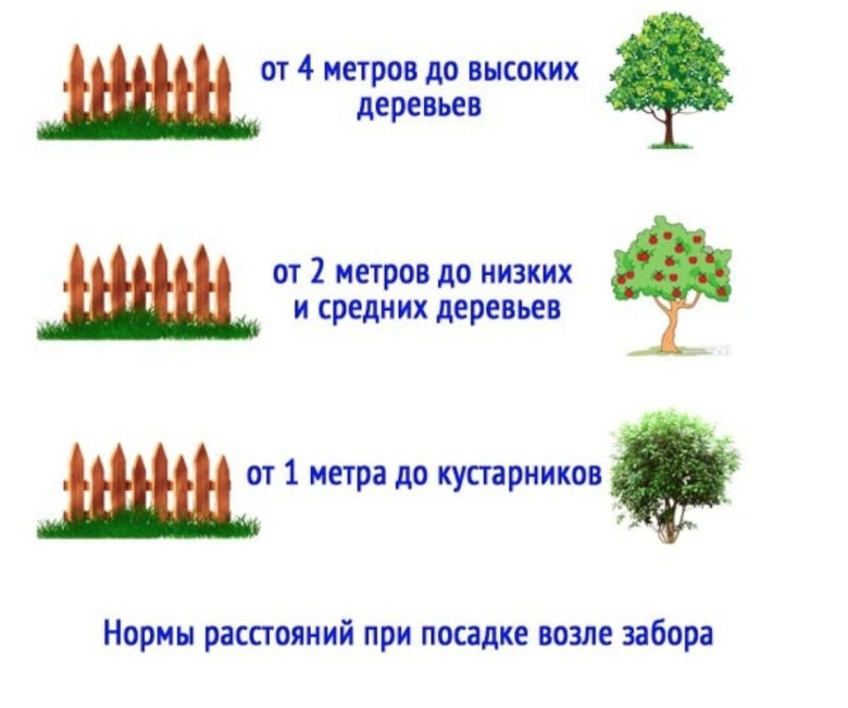 Нормы высадки деревьев и кустарников от забора соседа