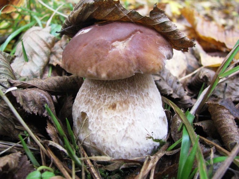 Голубинка гриб украинский