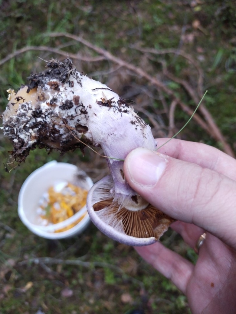 Паутинник гриб