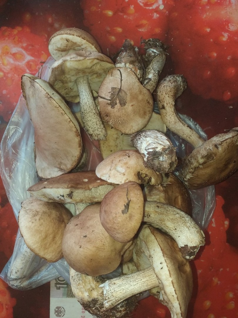 Фото грибов колосовиков