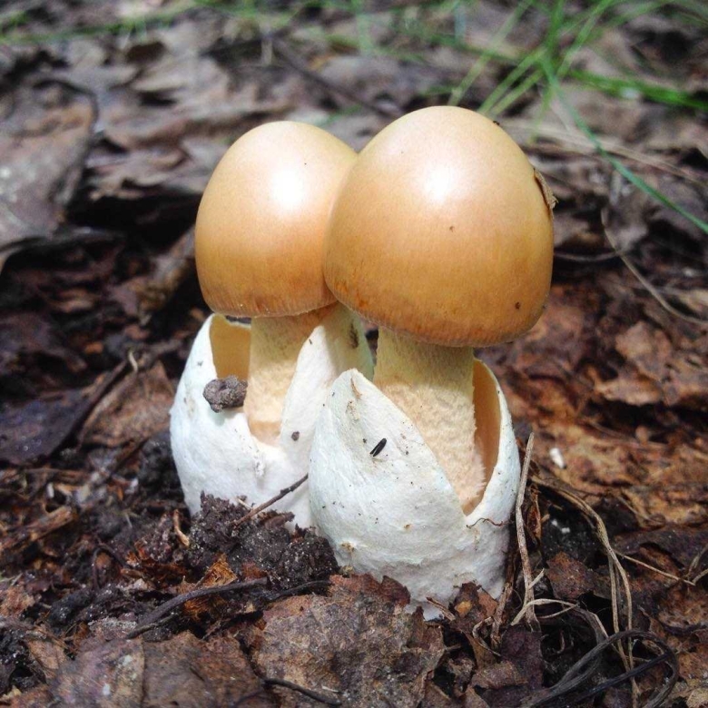 Грибы толкачики съедобные