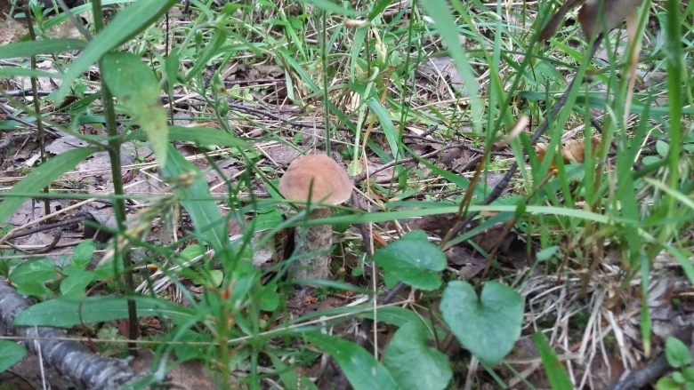 Голодухи грибы