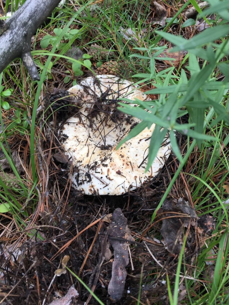 Груздь грибы Волгоград