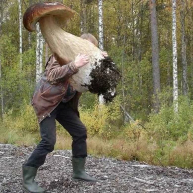 Штраф за собирание грибов