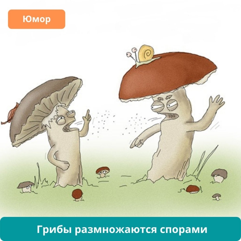 Прикольные грибочки