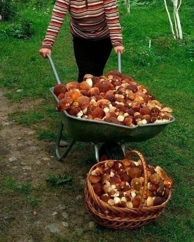 Собираем грибы смешные