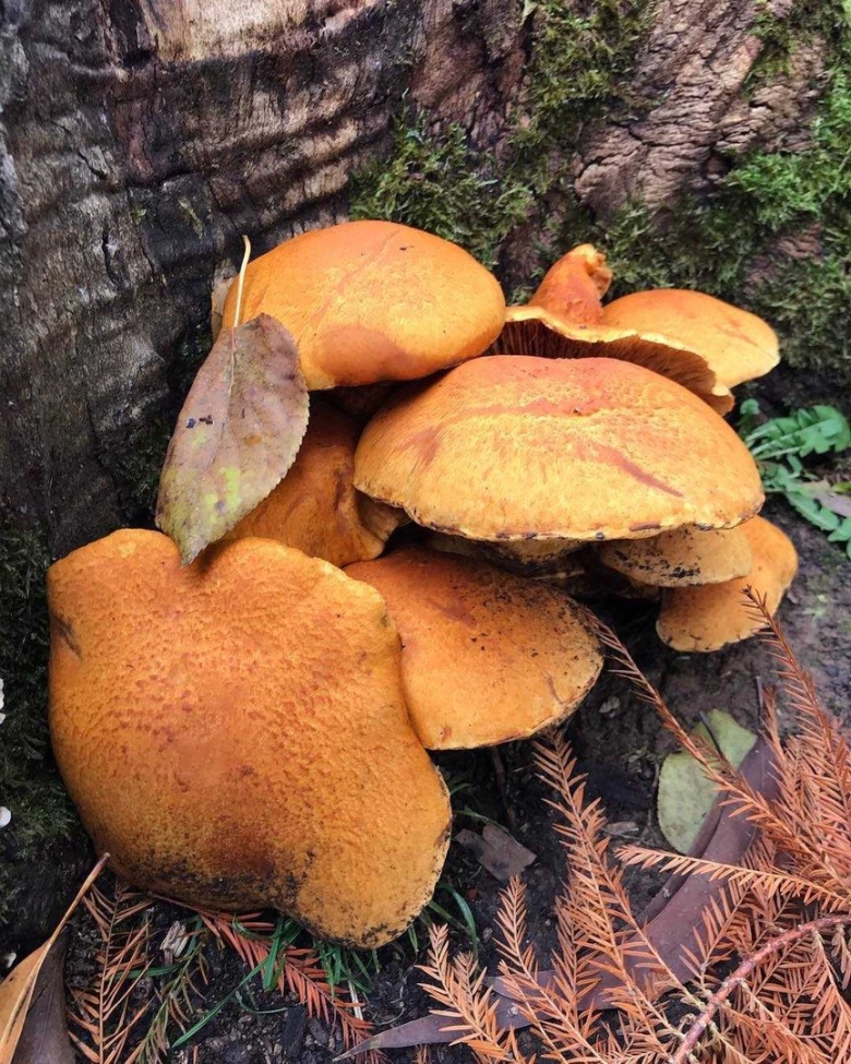 Гимнопил желтопластинчатый