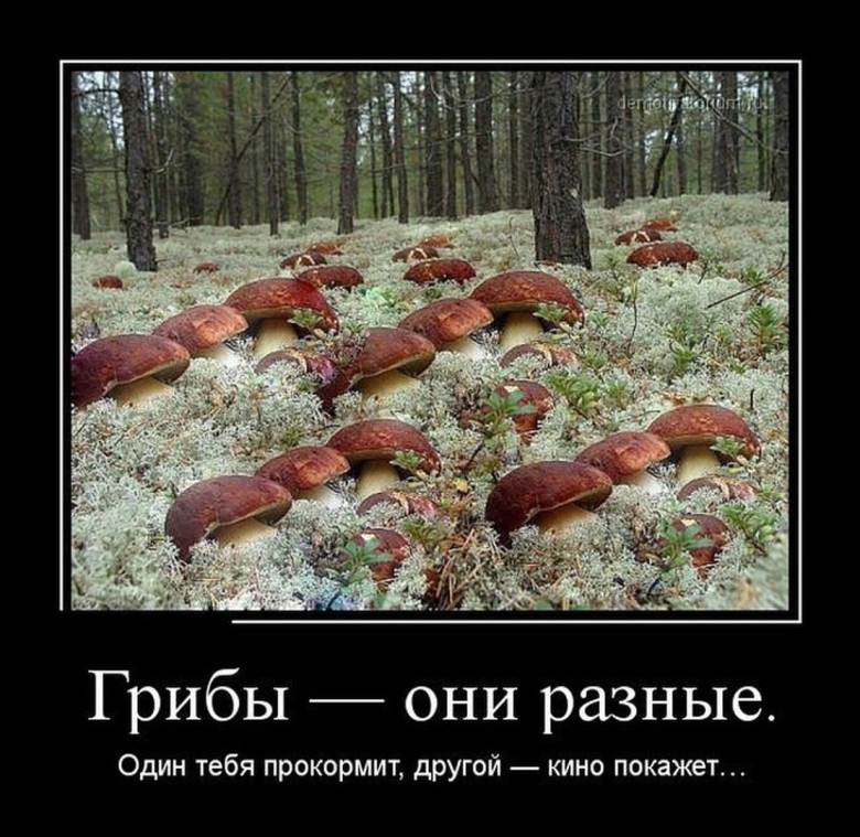 Приколы про грибников
