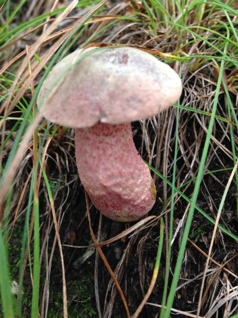 Подосиновик окрашенноногий