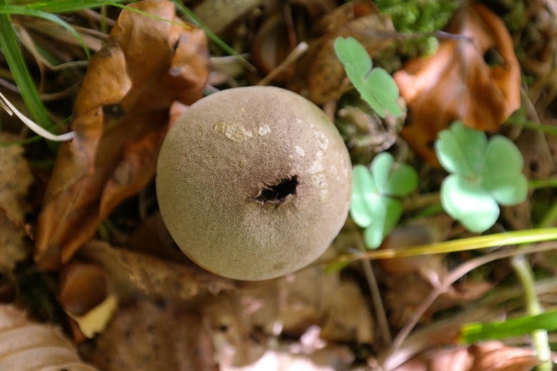 Гриб Lycoperdon perlatum