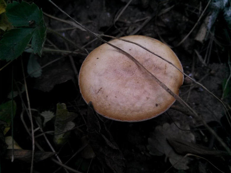 Грибы в Новосибирской области