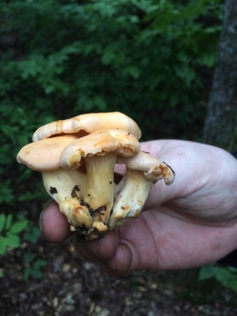 Королевская лисичка гриб