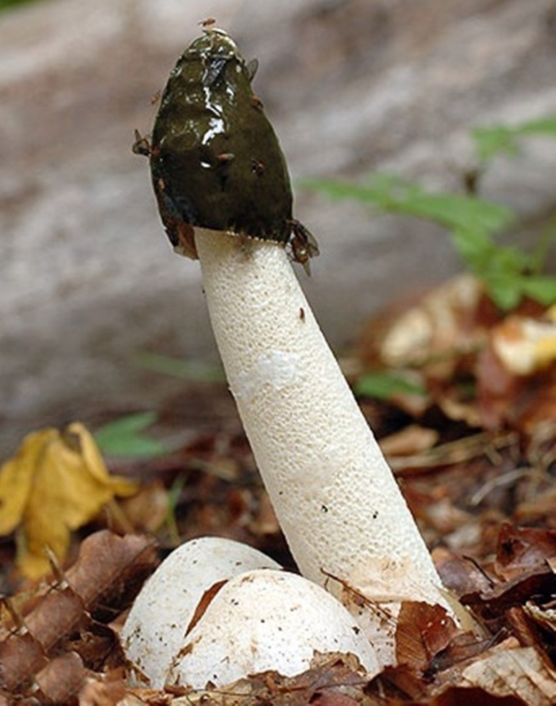 Весёлка обыкновенная гриб